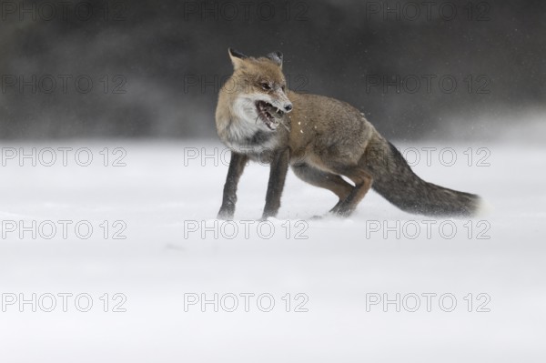 Red fox in the snow, Steinborn, Rhineland-Palatinate, Germany, Europe