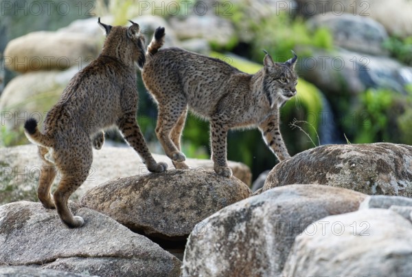 Lynx pardinus, pair in mating season, Andalusia Spain