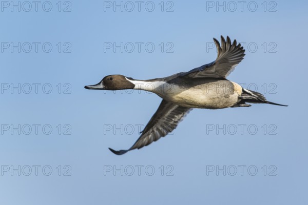 Northern Pintail, Anas acuta, male in flight over winter marshes