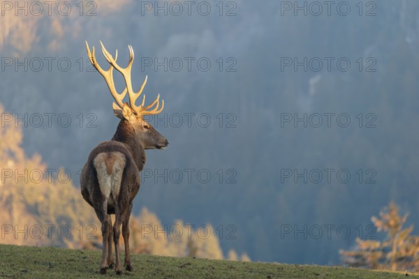 A red deer stag (Cervus elaphus) stands in a meadow in the low light of a winter's day. A forest can be seen in the background