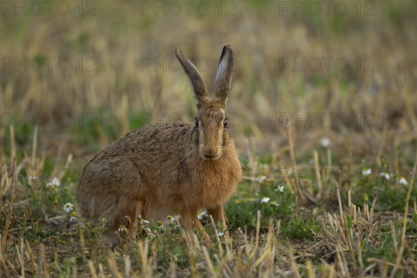 European brown hare (Lepus europaeus) adult animal in a farmland stubble field in the summer, England, United Kingdom, Europe