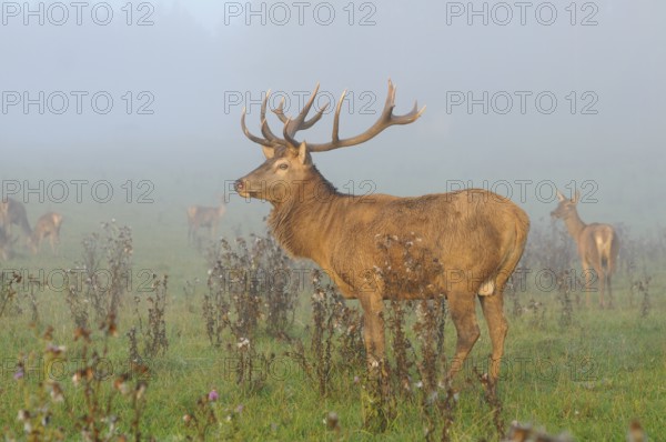 A stag with majestic antlers stands in a foggy field, red deer (Cervus elaphus), Bavaria