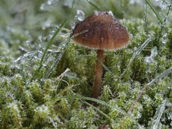 Helmling (Mycena spec.) covered with frost, North Rhine-Westphalia, Germany, Europe