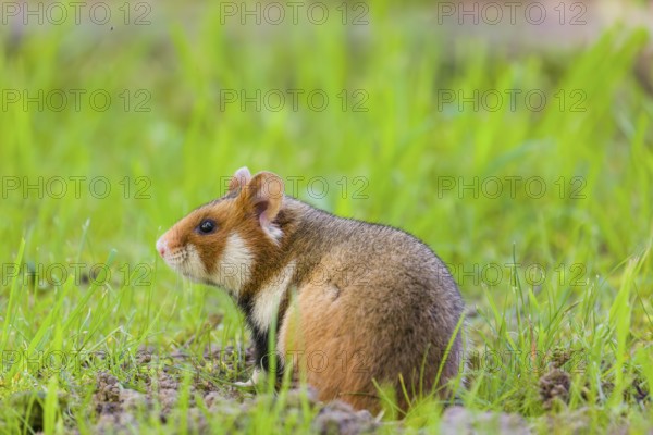 A European hamster (Cricetus cricetus), Eurasian hamster, black-bellied hamster or common hamster, sits in a meadow next to his den