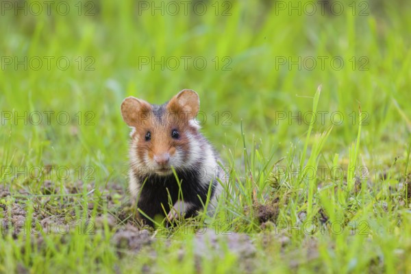 A European hamster (Cricetus cricetus), Eurasian hamster, black-bellied hamster or common hamster, sits in a meadow next to his den