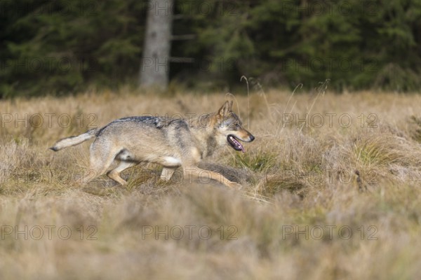 One young male eurasian gray wolf (Canis lupus lupus) running over a meadow with tall grass. A dark forest in the background