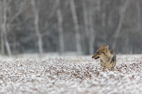One young male eurasian gray wolf (Canis lupus lupus) standing in a snow covered meadow during snowfall. White meadow and dark forest in the background
