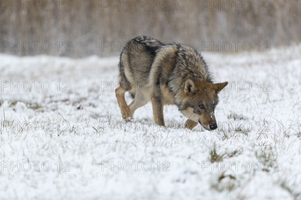 One young male eurasian gray wolf (Canis lupus lupus) running over a snow covered meadow during snowfall. White meadow and reed in the background