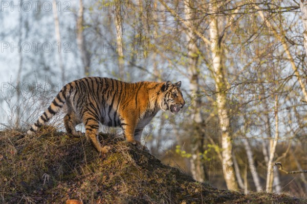 One young female Siberian Tiger, Panthera tigris altaica, posing on top of a small hill in a birch tree forest. Early morning light