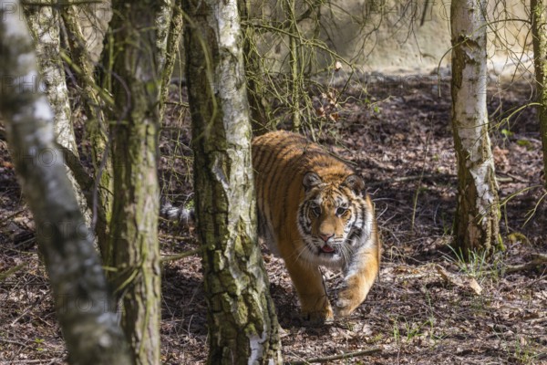 One young female Siberian Tiger, Panthera tigris altaica, walking thru a birch tree forest. Early morning light
