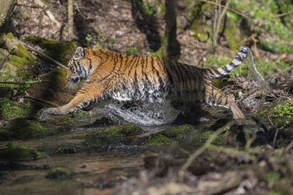 One young female Siberian Tiger, Panthera tigris altaica, walking thru a creek in a forest. Early morning light