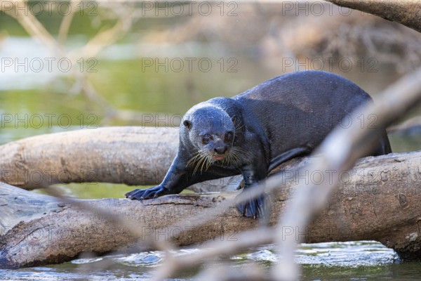 Giant otter (Pteronura brasiliensis) Pantanal Brazil