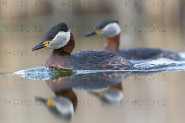 Red-necked Grebe (Podiceps grisegena) grebe, courtship, pair formation, reed and shallow water zone, calling, male and female, splendour plumage, Saxony-Anhalt, Middle Elbe Biosphere Reserve, Germany, Europe