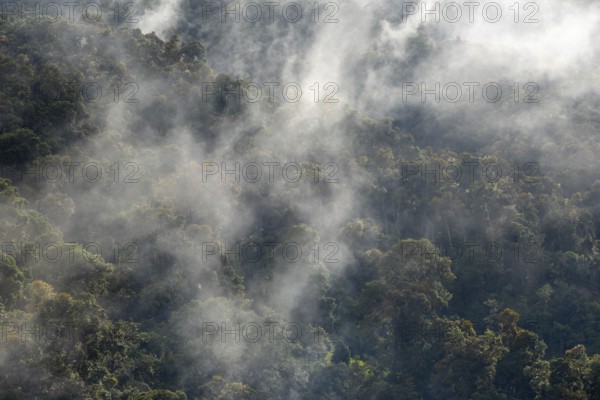 Tropical cloud forest, Monte Verde St. Elena, San Jose Province, Central Mountain Range, Costa Rica, Central America
