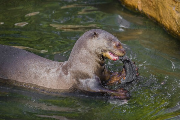A giant otter or giant river otter (Pteronura brasiliensis) sits in the shallow water of a small river and eats a catfish