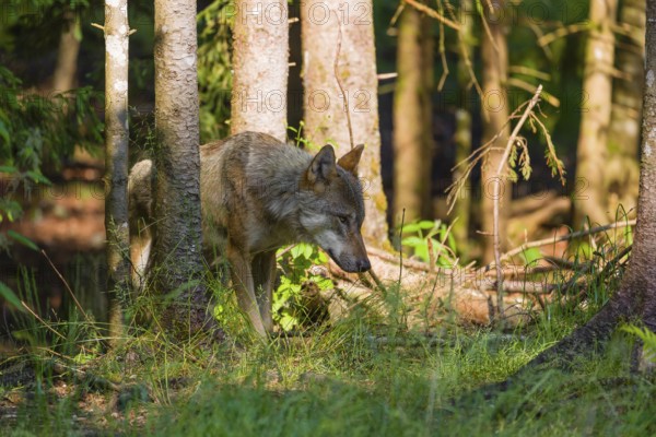 An adult male Eurasian gray wolf (Canis lupus lupus) runs out of a forest