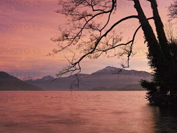 Evening atmosphere on Lake Zug with a tree with ivy in the foreground and the snow-covered Rigi in the background, Cham, Canton Zug, Switzerland, Europe