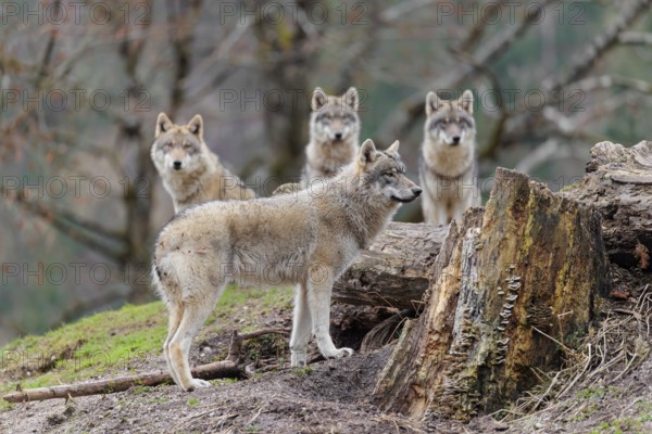 Four grey wolves (Canis lupus lupus) stand on a hill near a rotten tree trunk and watch something