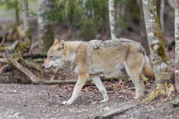 An adult female grey wolf (Canis lupus lupus) runs through the forest on an overcast day