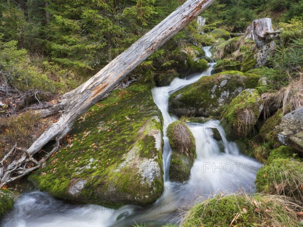 The Kreuzbach, small mountain stream flows over stones covered with moss, Bavarian Forest, Lower Bavaria, Bavaria, Germany, Europe