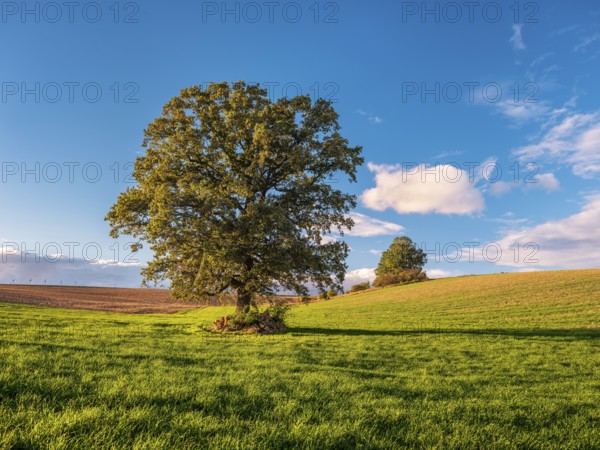 Green field with solitary oak tree under blue sky with clouds in autumn, Burgenlandkreis, Saxony-Anhalt, Germany, Europe