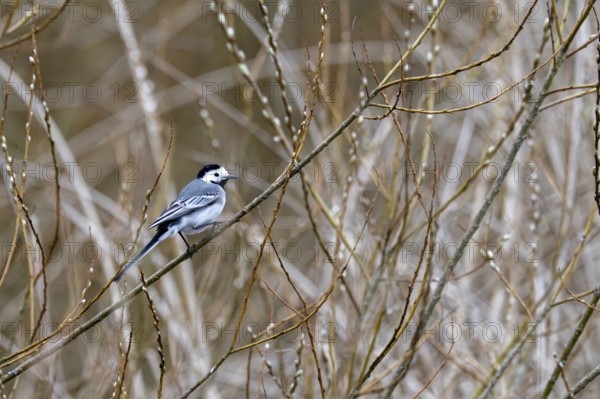 White wagtail (Motacilla alba), Rhineland-Palatinate, Germany, Europe