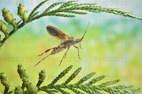 American cone bug (Leptoglossus occidentalis) in flight on the branch of a Thuja occidentalis (Thuja occidentalis)