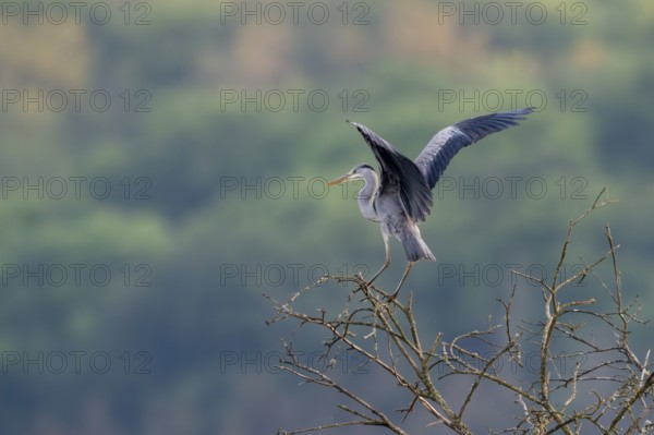 Grey heron (Ardea cinerea), Vulkaneifel, Rhineland-Palatinate, Germany, Europe
