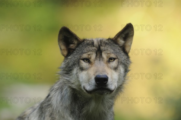 A wolf looks directly into the camera in front of a blurred green background, Timberwolf (Canis lupus lycaon), Germany, Europe