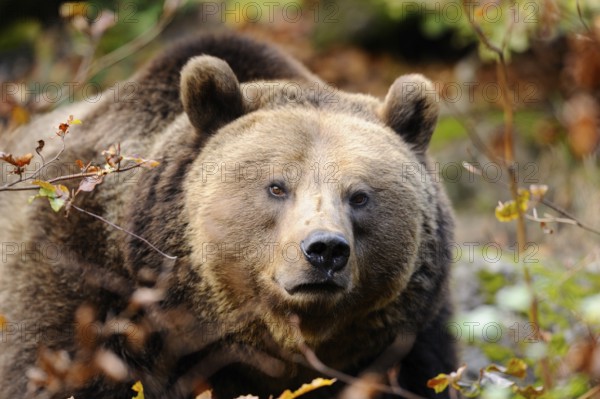 Alert bear in nature surrounded by autumn leaves, Eurasian brown bear (Ursus arctos arctos), Bavarian Forest National Park