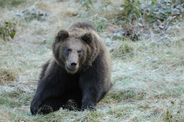 A bear sitting on a grassy meadow, Eurasian brown bear (Ursus arctos arctos), Bavarian Forest National Park