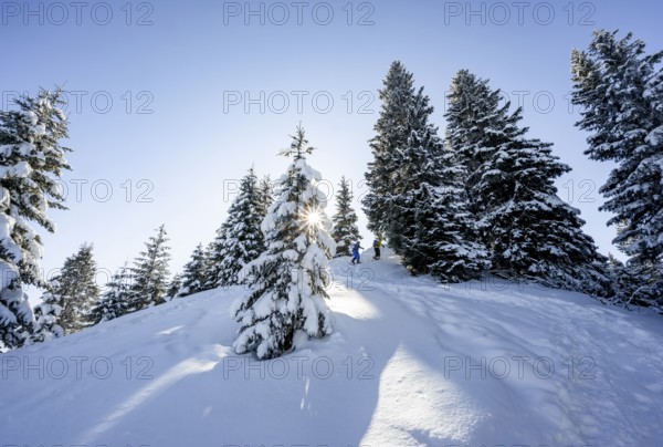 Snowshoe hiker in snowy winter forest with sun star, ascent to Teufelstättkopf, Snowy mountain landscape, Ammergau Alps, Bavaria, Germany, Europe