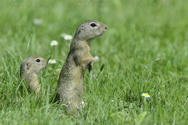 European ground squirrel (Spermophilus citellus) looking out of its burrow with curiosity and interest, Lake Neusiedl National Park, Burgenland, Austria, Europe