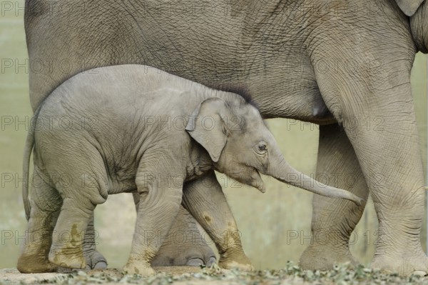 A baby elephant cuddles up to its mother's legs as they walk in the wild, Asian elephant (Elephas maximus), captive, Occurrence Asia
