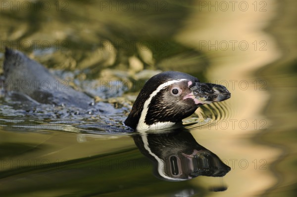 Close-up of a swimming penguin, in calm water and soft reflection, Humboldt penguin (Spheniscus humboldti), captive