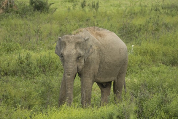 Indian elephants (Elephas maximus indicus), Khiri Khan, Hua Hin, Kui Buri National Park, Thailand, Asia