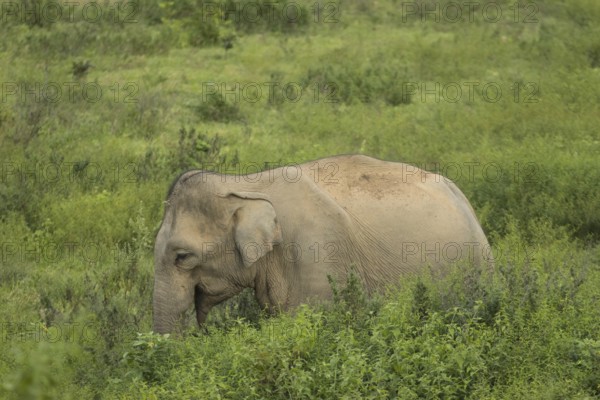 Indian elephants (Elephas maximus indicus), Khiri Khan, Hua Hin, Kui Buri National Park, Thailand, Asia