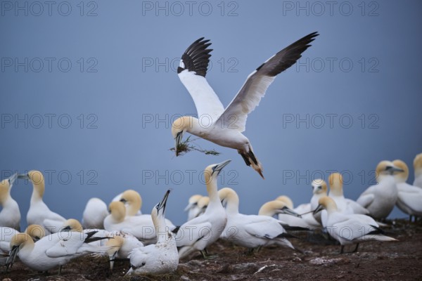 Northern gannet (Morus bassanus) lands in the colony with nesting material in its beak, wildlife, Helgoland, Germany, Europe