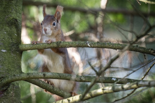 Squirrel (Sciurus vulgaris) in a tree, Baden-Württemberg