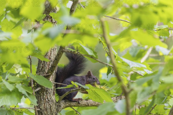 A squirrel or Eurasian squirrel (Sciurus vulgaris) eats from a Corylus colurna