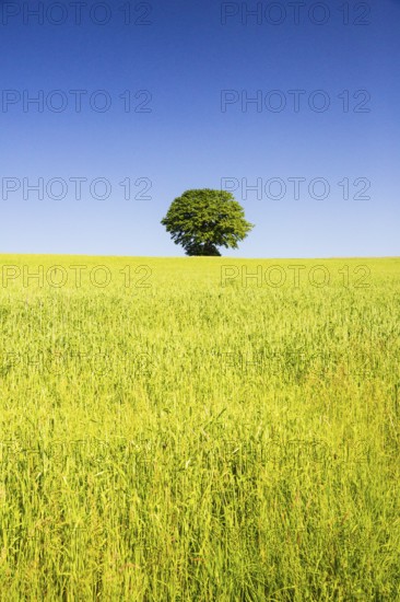 Tree behind a wheat field