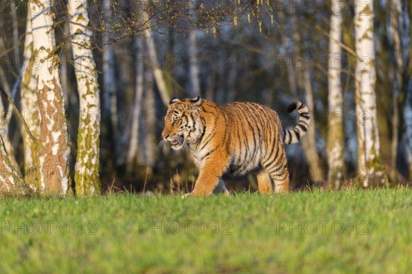 One young female Siberian Tiger, Panthera tigris altaica, running on a green meadow in front of tall dry grass and a forest. Early morning light