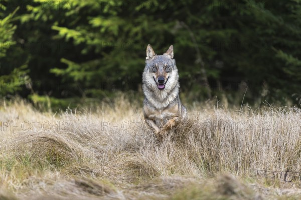 One young male eurasian gray wolf (Canis lupus lupus) running over a meadow with tall grass. A dark forest in the background