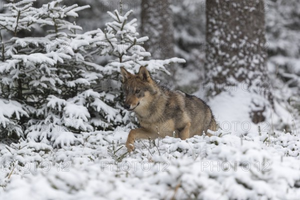 One young male eurasian gray wolf (Canis lupus lupus) running towards the camera over a snow covered meadow during snowfall. White meadow and dark forest in the background