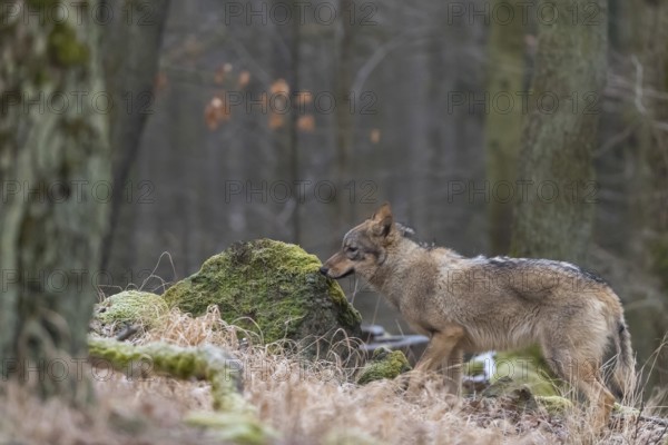 One young male eurasian gray wolf (Canis lupus lupus) standing on a mossy rock in a forest with some snow around