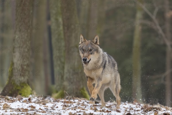 One young male eurasian gray wolf (Canis lupus lupus) running towards the camera over a forest floor with dead brown leaves on the ground