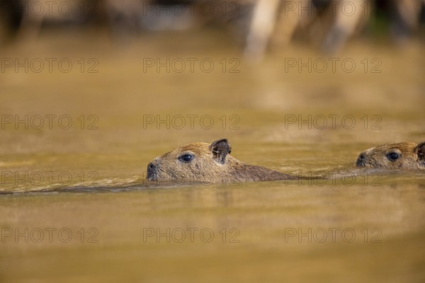 Capybara (Hydrochaeris hydrochaeris) Pantanal Brazil