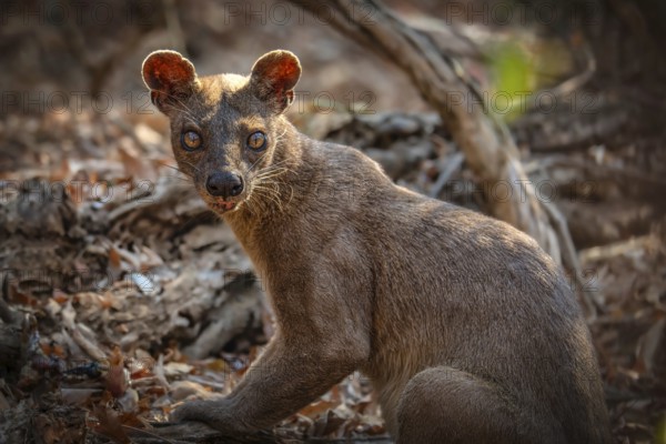 Fossa creeping cat (Cryptoprocta ferrox) in the dry forests of the Kirindy Conservation Area in western Madagascar