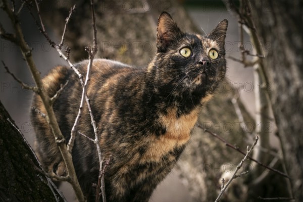Tortoiseshell cat (Felis Catus) with alert gaze in a tree, Ternitz, Lower Austria, Austria, Europe