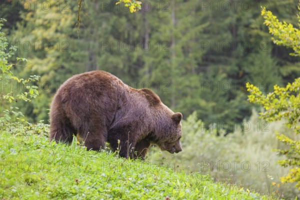 An adult female brown bear (Ursus arctos arctos) stands grazing on a green meadow. A green forest can be seen in the background